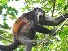 howler monkey thumbnail graphic
